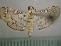 Cotachena hicana