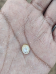 Pilosabia trigona