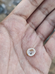 Pilosabia trigona