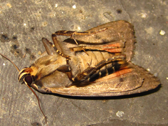 Amphipyra monolitha