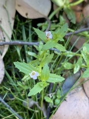 Gratiola pubescens