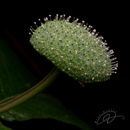 Dorstenia hirta