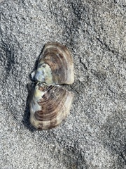 Margaritidae