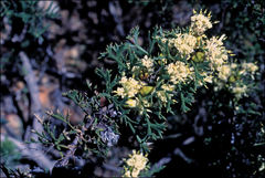 Petrophile striata