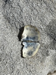 Margaritidae