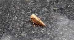 Tremulicerus fulgidus