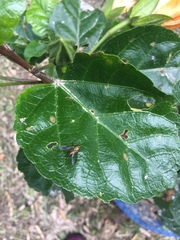 Diptera