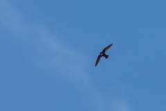 Streptoprocne biscutata