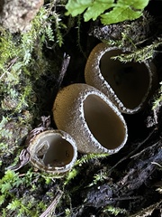Tarzetta cupularis