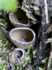 Tarzetta cupularis