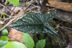 Chlorospatha atropurpurea