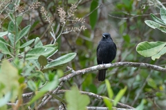 Knipolegus nigerrimus