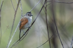 Thamnophilus torquatus