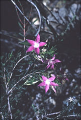 Calytrix glutinosa