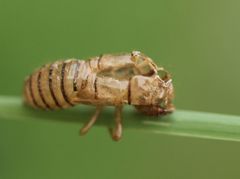 Cicadetta montana