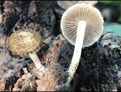 Cystoagaricus subamarus