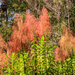 Incense Plant - Photo (c) Brian Gr, some rights reserved (CC BY-NC), uploaded by Brian Gr