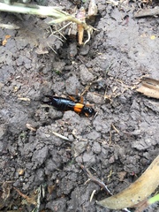 Carcinophora americana