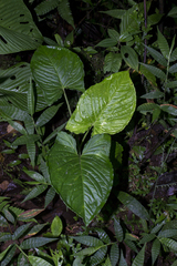 Chlorospatha