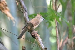 Alophoixus ochraceus