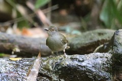 Rubigula erythropthalmos