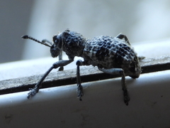 Aegorhinus superciliosus