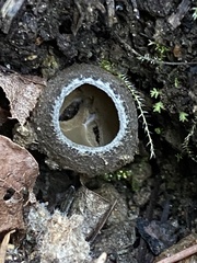 Tarzetta cupularis