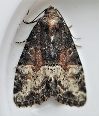 Neoligia subjuncta