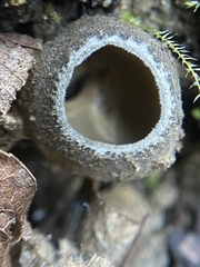 Tarzetta cupularis
