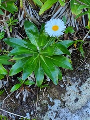 Celmisia holosericea
