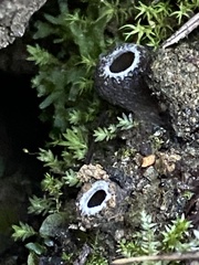 Tarzetta cupularis