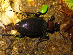 Carabus jankowskii
