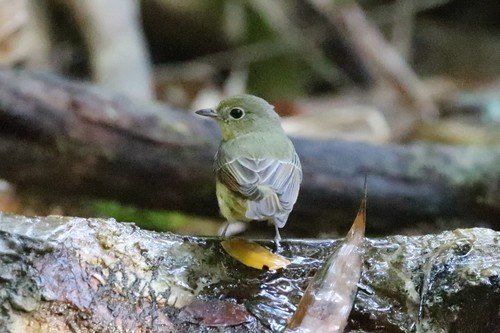 Green-backed Flycatcher (Ficedula elisae), photo 6