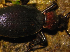 Carabus jankowskii