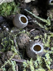 Tarzetta cupularis