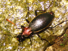 Carabus jankowskii