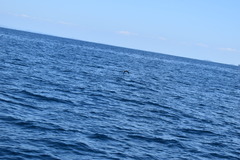 Procellaria parkinsoni