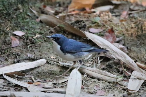 Ruiseñor azul (Larvivora cyane)
