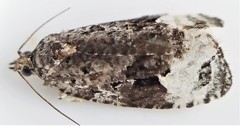Apotomis capreana