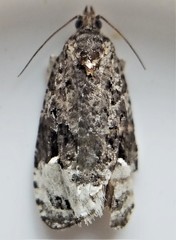Apotomis capreana