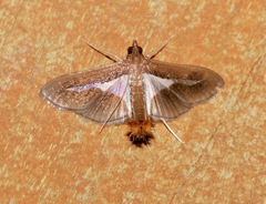 Diaphania modialis
