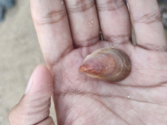 Crepidula onyx
