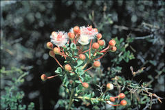 Verticordia insignis