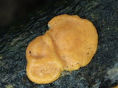 Trichoderma rogersonii