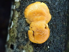 Trichoderma rogersonii