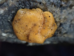 Trichoderma rogersonii