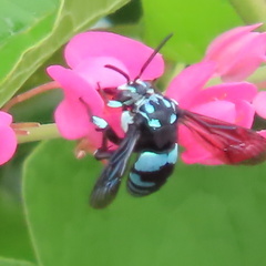 Thyreus nitidulus nitidulus