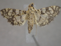 Glyphodes onychinalis