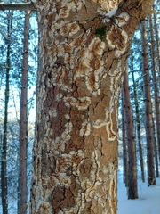 Coniophoraceae
