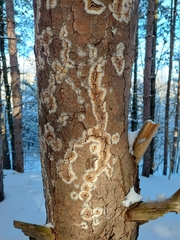 Coniophoraceae